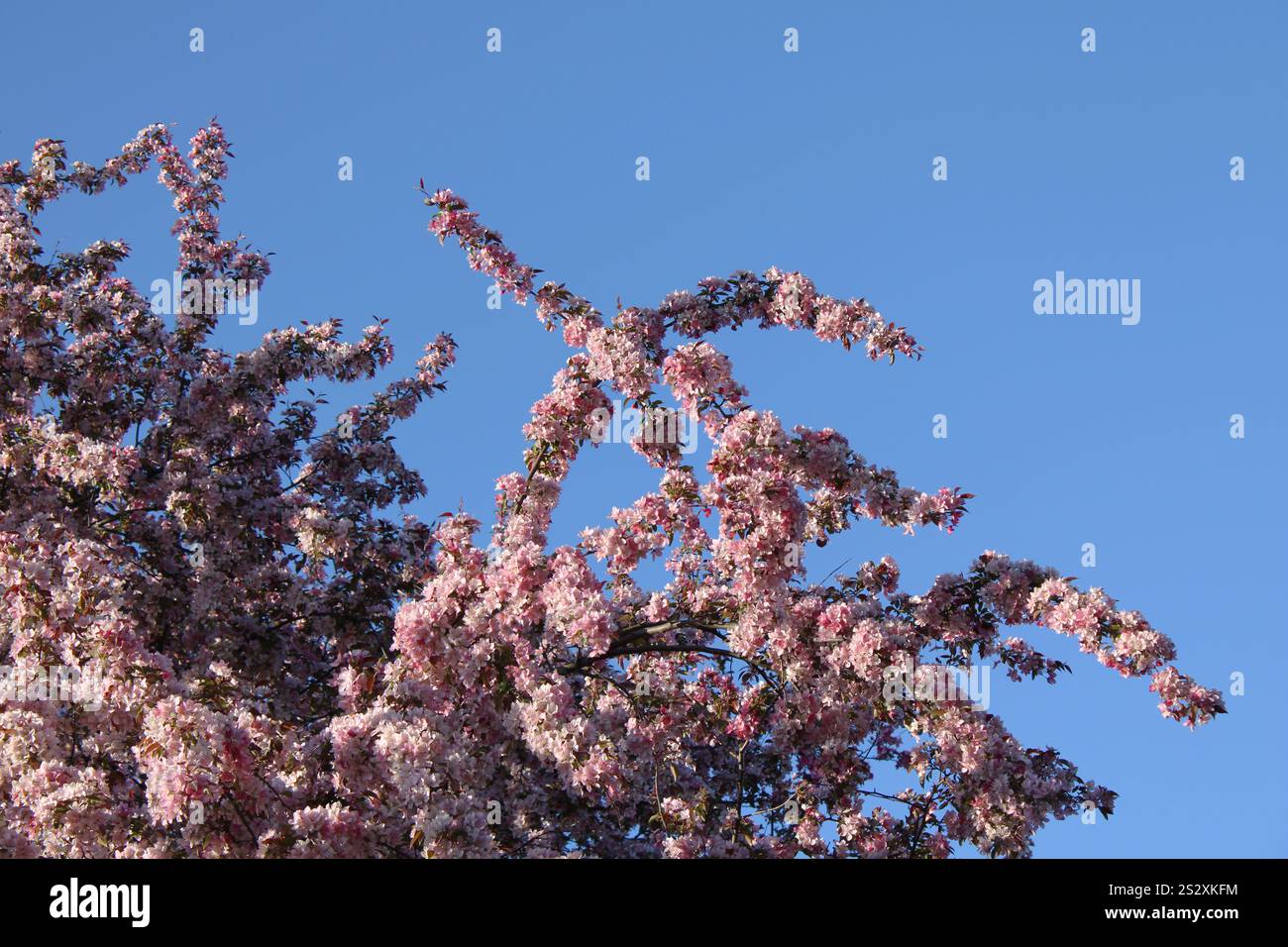 Rosafarbene Blüten im Frühling Stockfoto