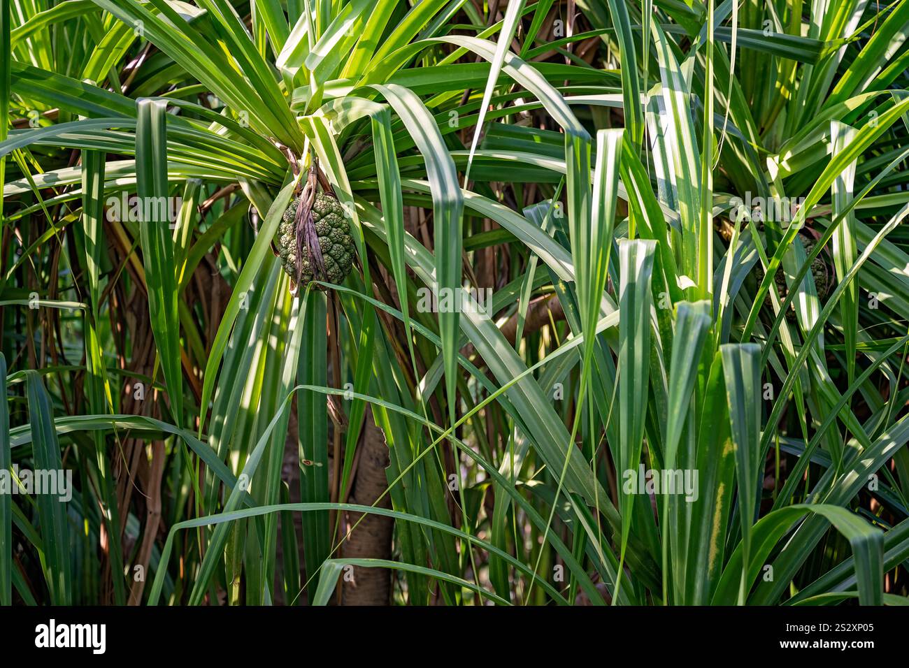 pandanus-Odufer-Pflanzenbaum, duftende Schraubenkiefer, Obstsamen, Küstengarten Gartengestaltung Landschaftsgestaltung Stockfoto