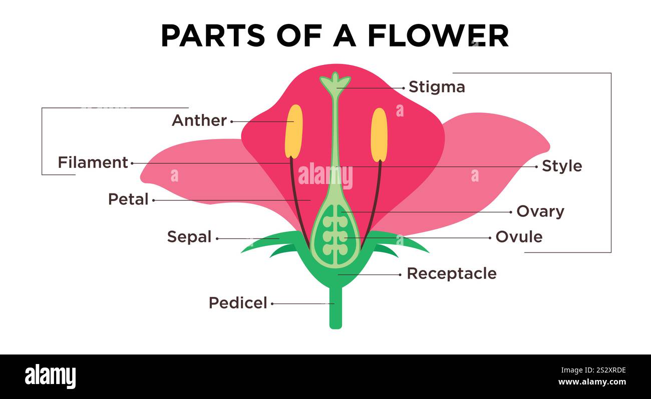 Blumenteile Diagramm Clipart Design. Blumenanatomie und Infografik mit Blütenblättern, Stigma, Filament, Ovar und Anther-Zeichenstruktur. Vektor Stock Vektor