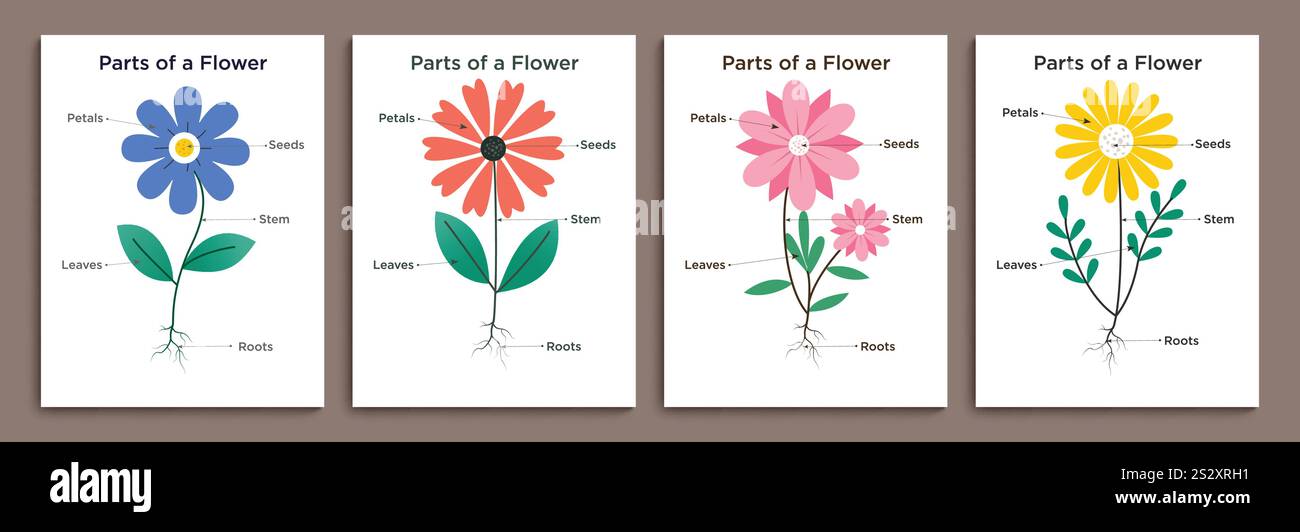 Blumenteile Diagramm Clipart Poster Set. Clipart mit Blütenblättern, Samen, Stielen, Blättern und Wurzeln Infografik-Kollektion. Vektor Stock Vektor