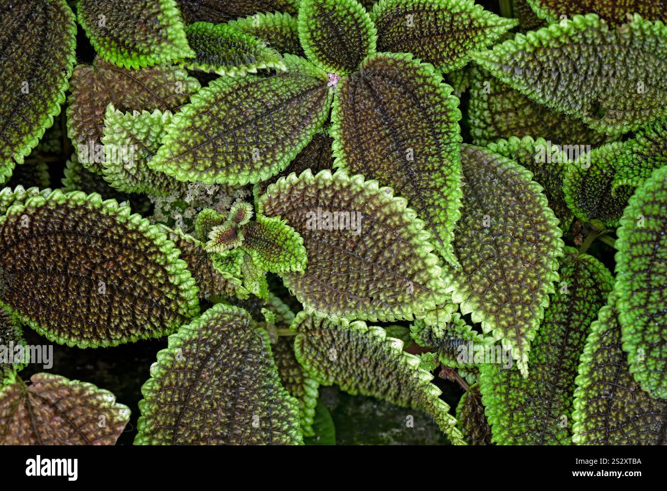 Pilea Involucrata, Freundschaft Pflanzenblatt Blätter Laub, Makro Nahaufnahme Detail, Hintergrund Textur Hintergrund, Bio botanischer Naturgarten Stockfoto