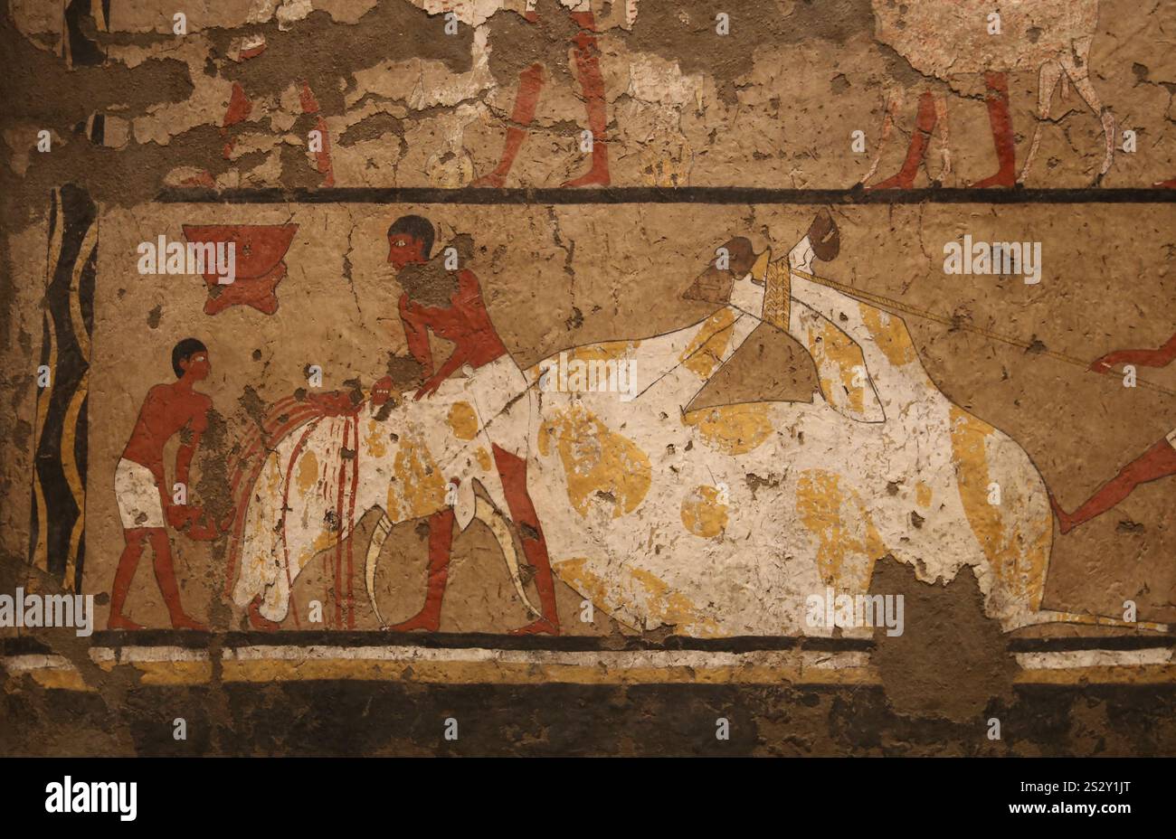 Rituelle Schlachtung von Ochsen, festgehalten von Seilen. Temperafarben. Erste Zwischenphase (2118-1980 v. Chr.). Ägypten. Ägyptisches Museum von Turin. Italien. Stockfoto