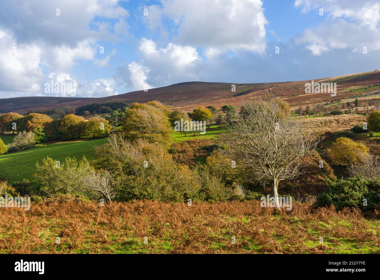 Der Nordhang des Dunkery Hill, Exmoor National Park, Somerset, England. Stockfoto