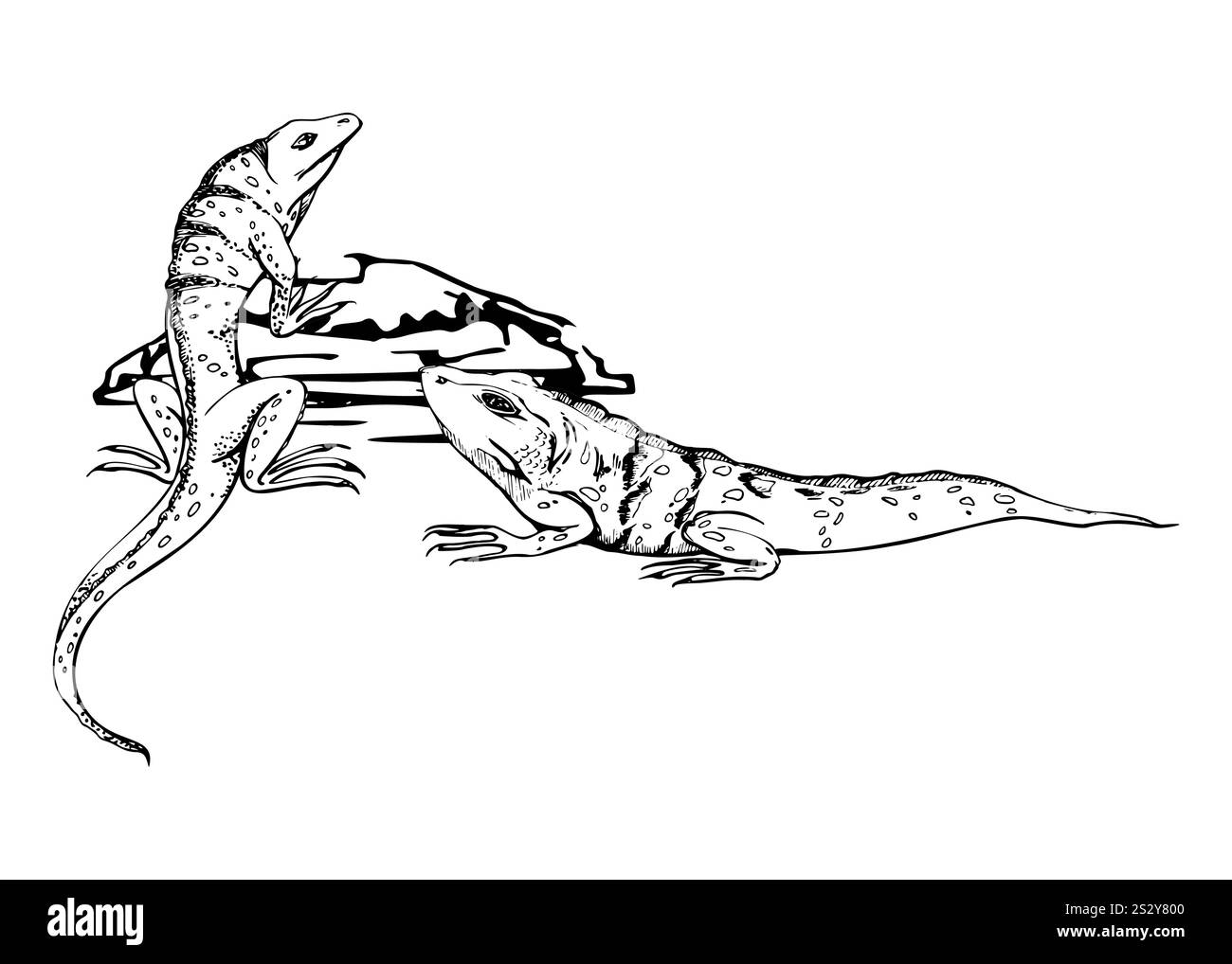 Wildleguana Echse Reptil Gecko Salamander Tier Haustier. Tropische Inselgegend in der Wüste. Handgezeichneter Tintenvektor, isoliert auf weißer Illustration. Design Stock Vektor