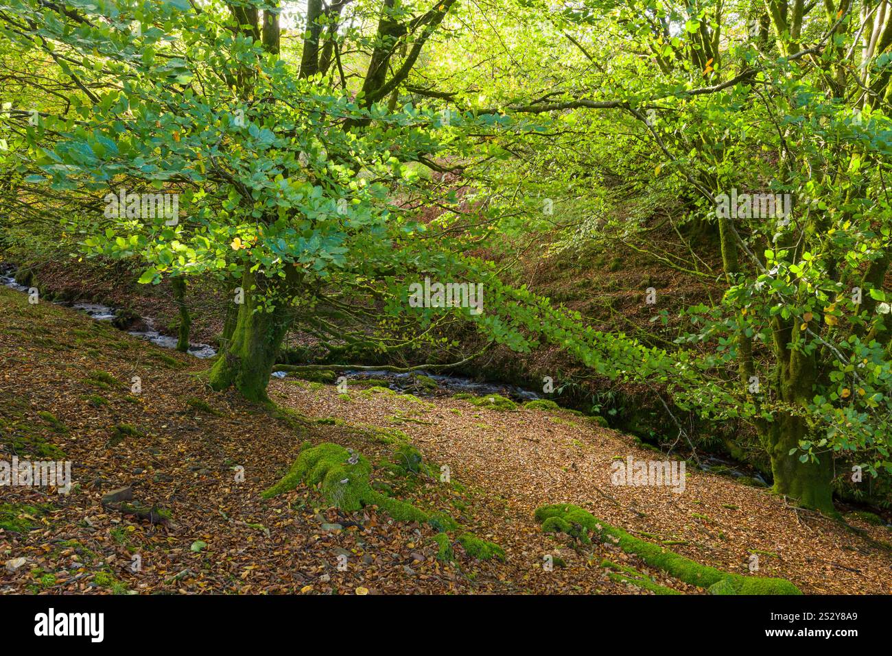 Aller Coombe am Nordhang des Dunkery Hill, Exmoor National Park, Somerset, England. Stockfoto