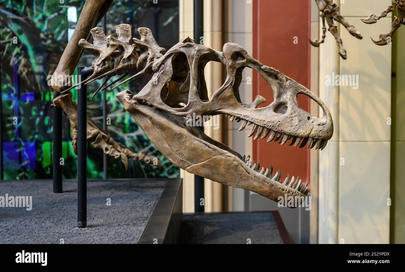 Belin, Deutschland - 20. Dezember 2022: Ausstellung des Schädels des prähistorischen Dinosauriers im Berliner Museum. Skelett von tyrannosaurus. Stockfoto