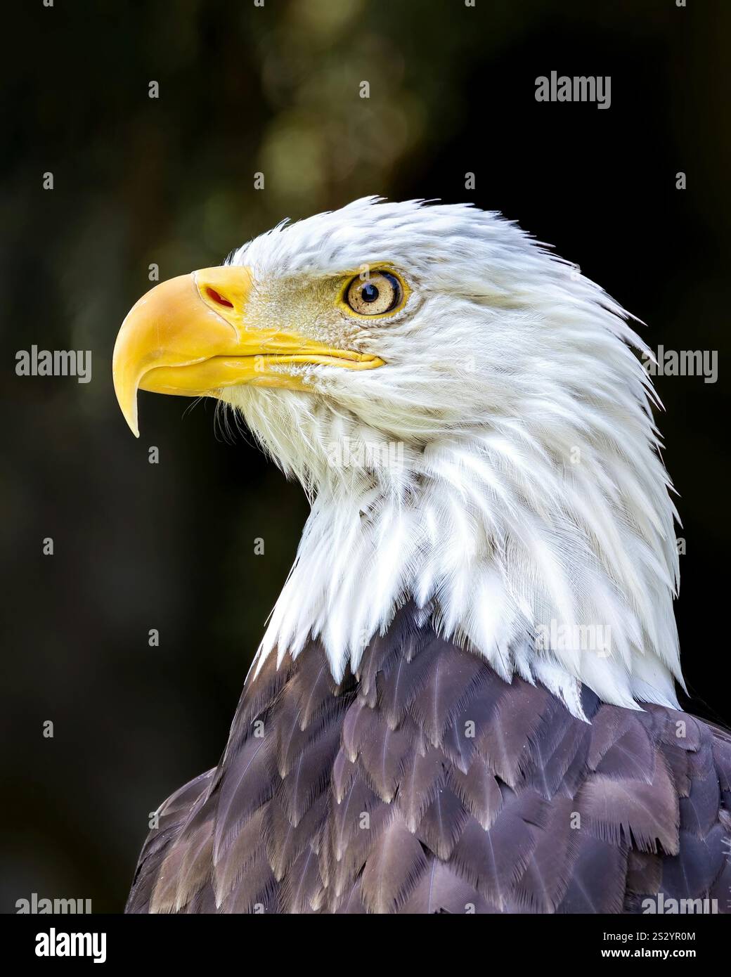 Nahaufnahme eines amerikanischen Seeadlers Stockfoto