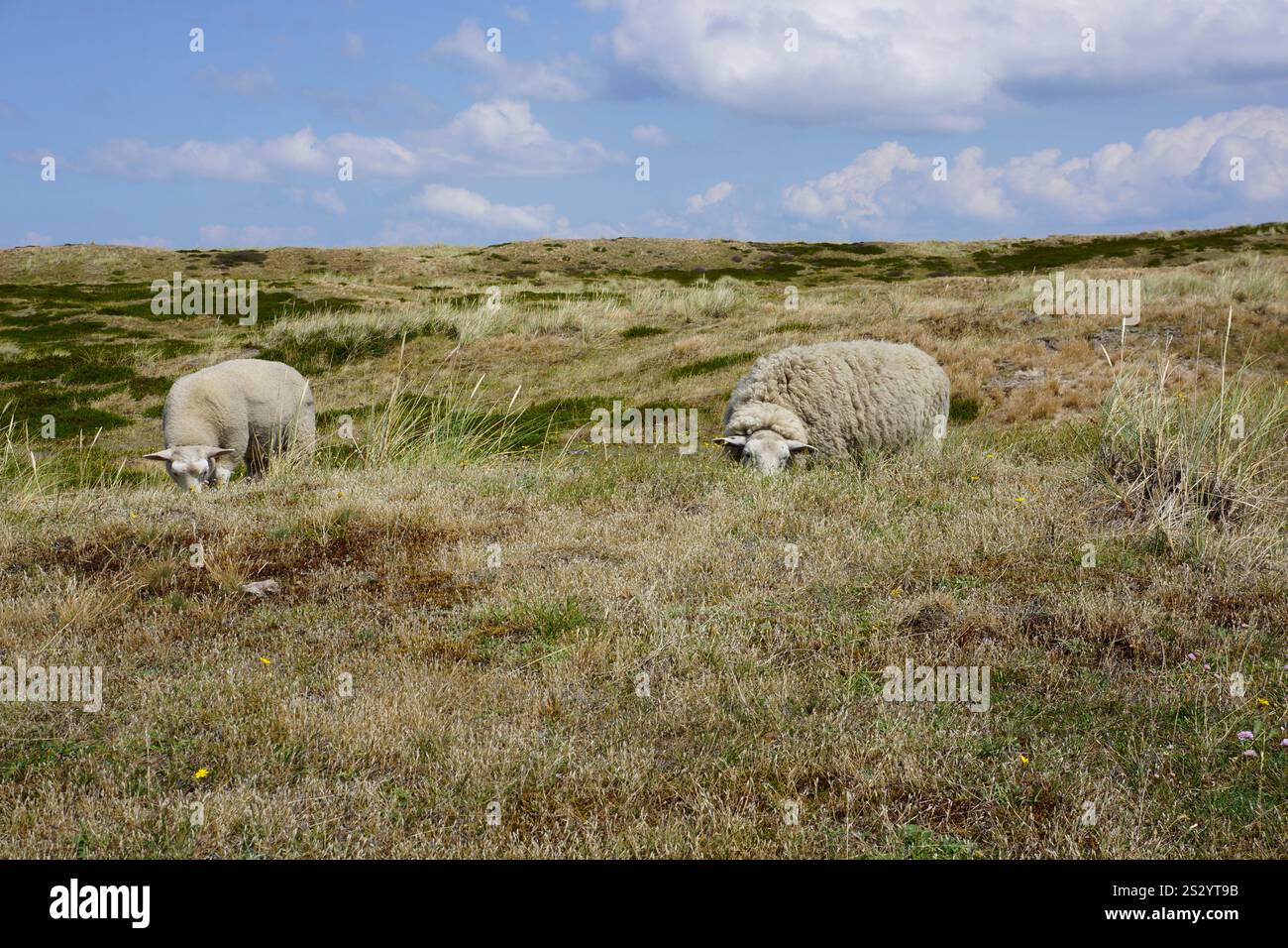 Schafe auf Salzwiesen, Sylt, Nordfriesland, Deutschland Stockfoto