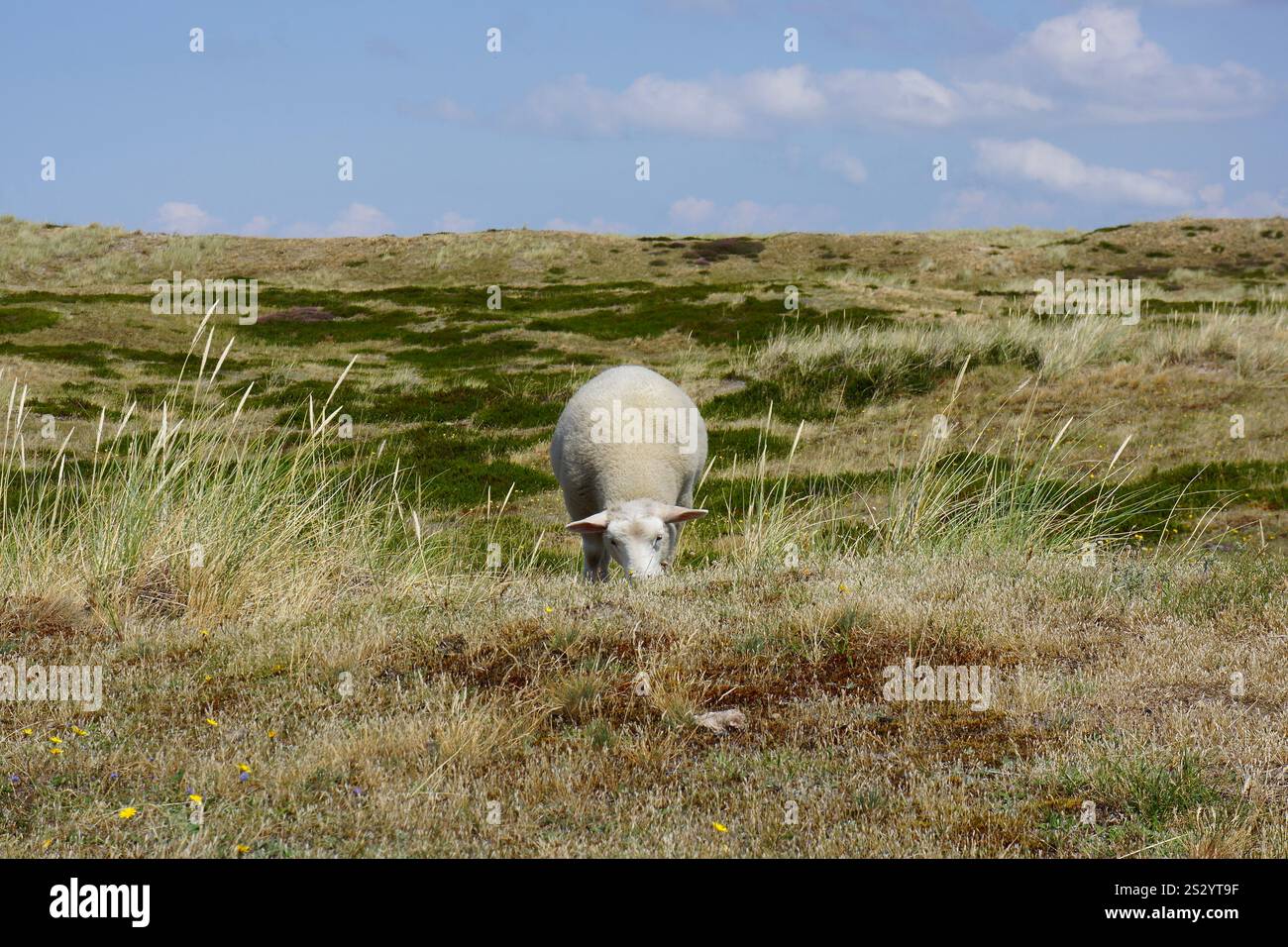 Schafe auf Salzwiesen, Sylt, Nordfriesland, Deutschland Stockfoto
