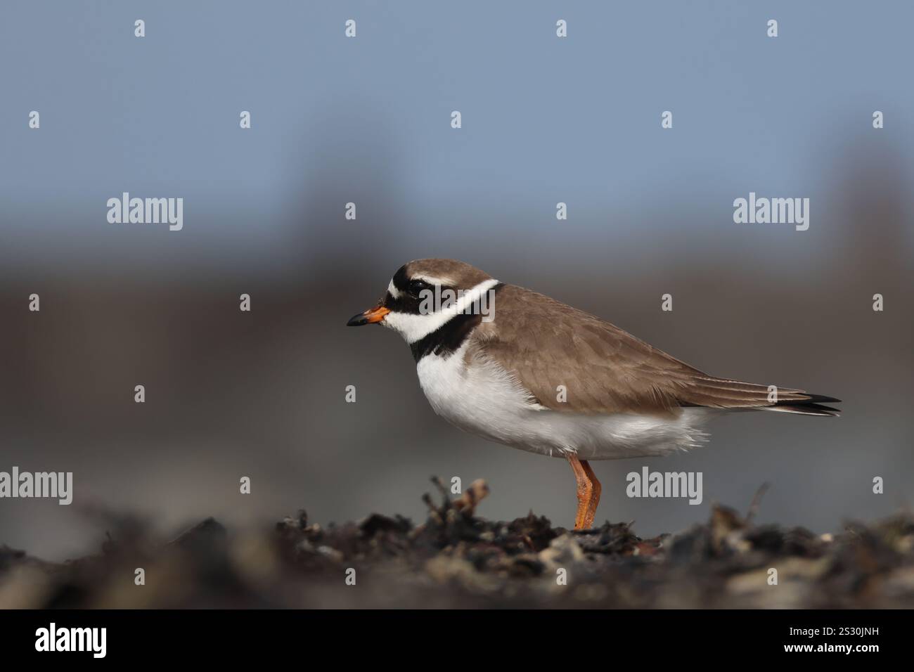 Sandregenpfeifer/ Vogel auf Helgoland Düne am Strand im Sand Stockfoto Sandregenpfeifer/ Vogel auf Helgoland Düne am Strand im Sand Stockfoto
