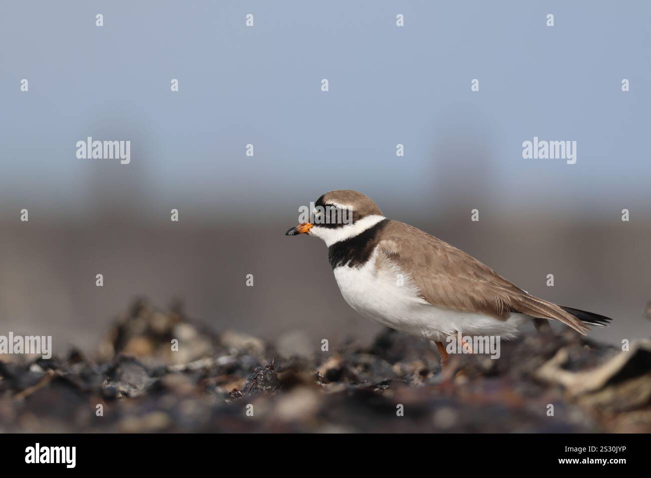 Sandregenpfeifer/ Vogel auf Helgoland Düne am Strand im Sand Stockfoto Sandregenpfeifer/ Vogel auf Helgoland Düne am Strand im Sand Stockfoto