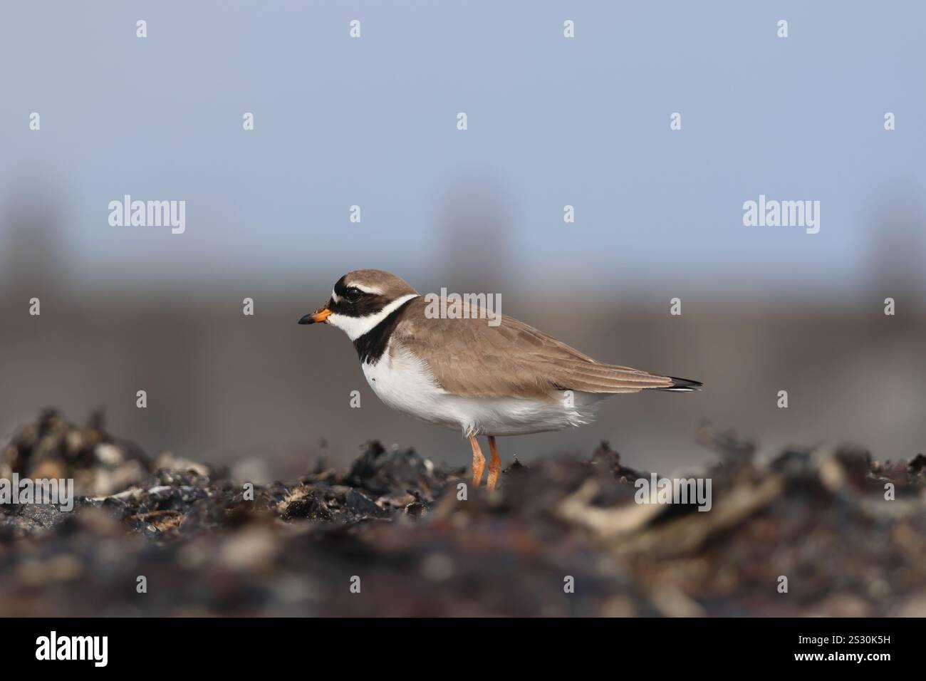 Sandregenpfeifer/ Vogel auf Helgoland Düne am Strand im Sand Stockfoto Sandregenpfeifer/ Vogel auf Helgoland Düne am Strand im Sand Stockfoto