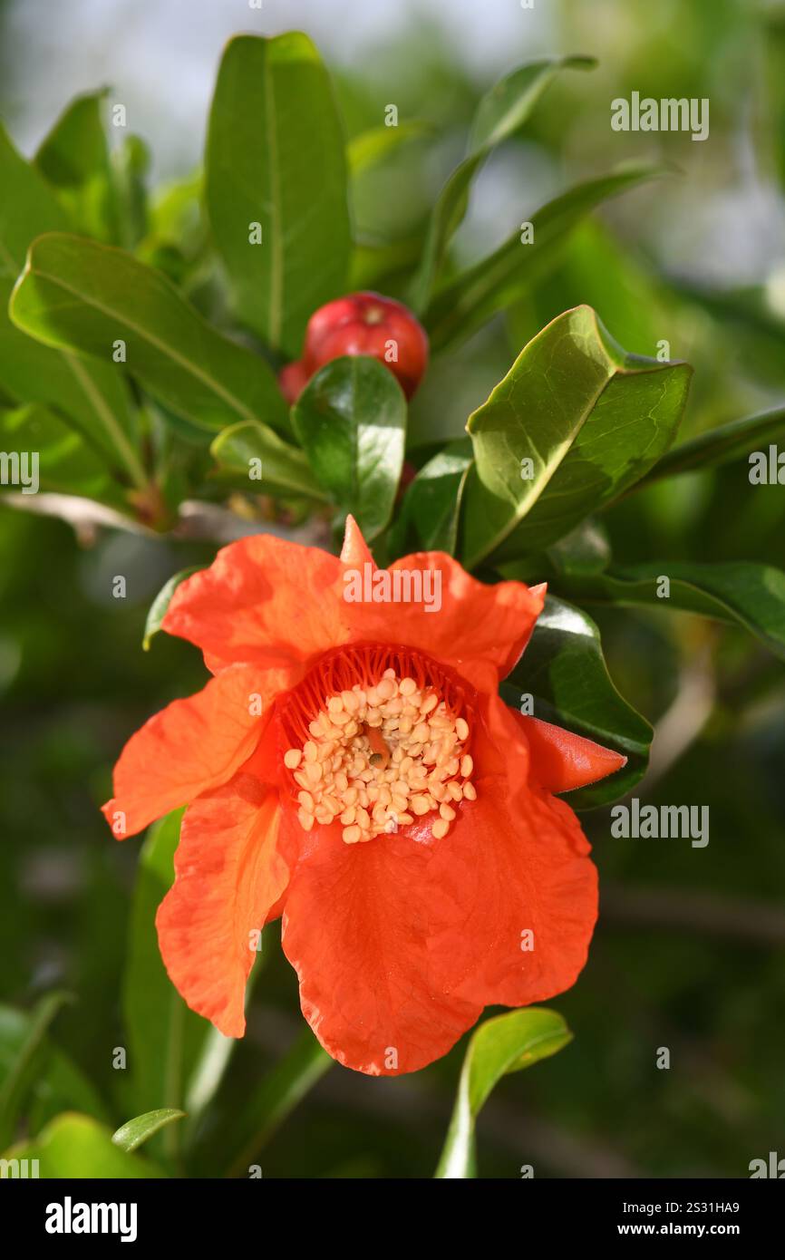 Granatapfel-Blumen Stockfoto