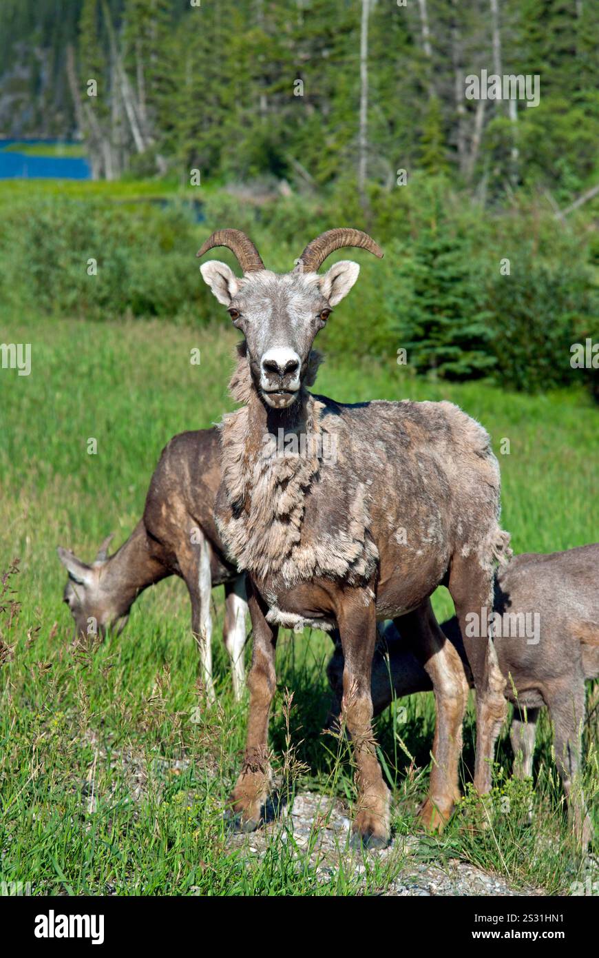 Rocky Mountain Dickhornschafe (Ovis canadensis canadensis), die im Winter Pelzfeinde im Sommer vergießen. Stockfoto