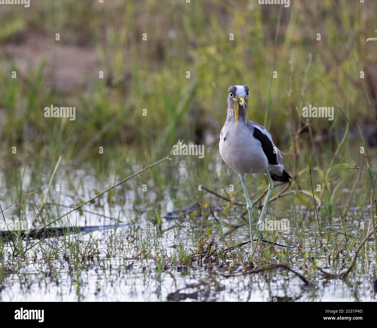 Ein weiß gekrönter Sturz, der sich am Rande eines Sees ernährt Stockfoto