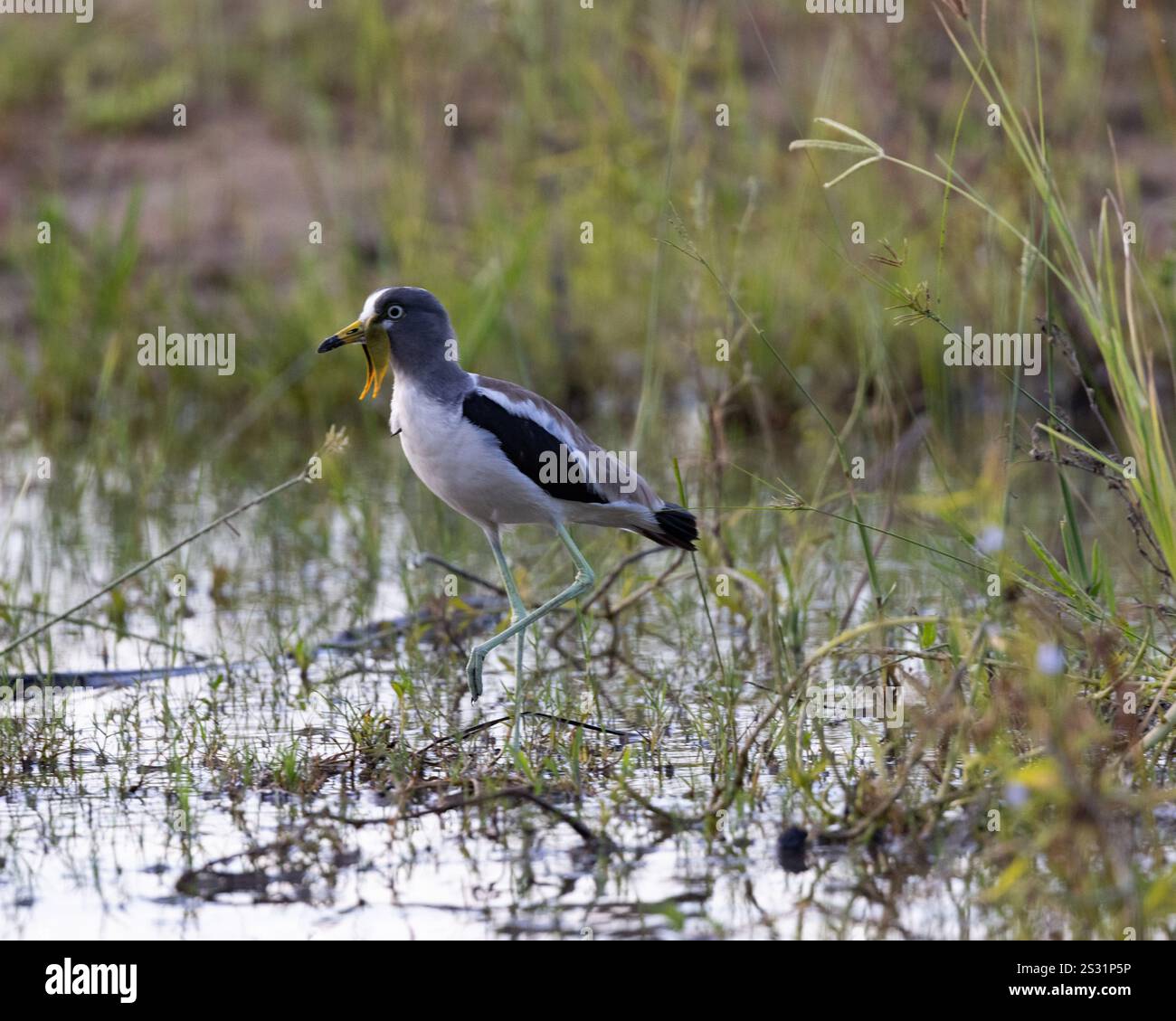 Ein weiß gekrönter Sturz, der sich am Rande eines Sees ernährt Stockfoto