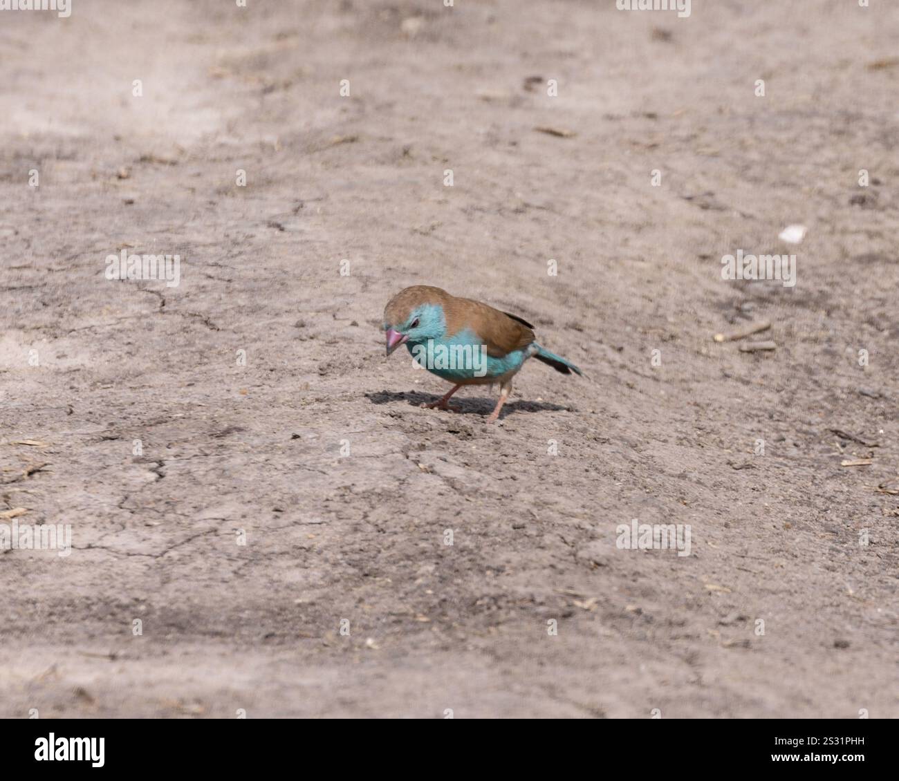 Ein blauer Wachsschnabel-Fütterung Stockfoto