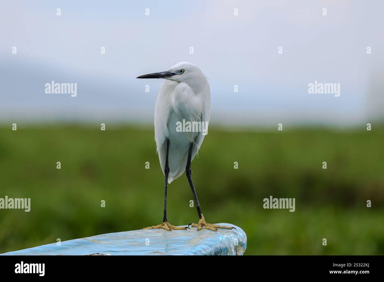 Ein kleiner schneeweißer mit schlankem dunklen Segel, schwärzlichen Beinen und gelblichen Füßen Little Egret am Ufer des Lake Naivasha National Park in Naivasha, Nakuru County Kenia. Lake Naivasha lockt eine Vielzahl von Tieren an, darunter Büffel, Antilopen, Giraffen, Warzenschweine und Affen. Sie werden fast sicher Flusspferde sehen, die das Geschehen aus dem kühlenden Wasser beobachten. Der See beherbergt auch eine Vielzahl von Vogelarten; mehr als 400 Arten wurden hier erfasst. Viele können entlang der Küste beobachtet werden – von Pelikanen und Fischadlern bis hin zu Webern und Grasmücken. Naivasha wird von Na abgeleitet Stockfoto