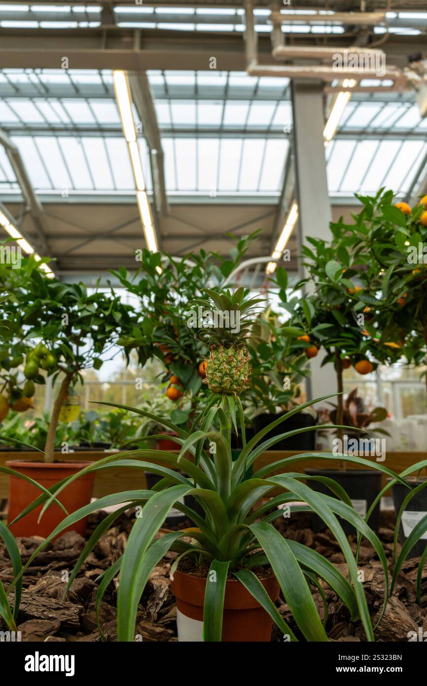 Zimmerpflanzen in Töpfen im Gartenladen. Verschiedene grüne Pflanzen und dekorative Ananas werden im Geschäft verkauft. Shopping für exotische Home Pot Flowers Konzept. Stockfoto
