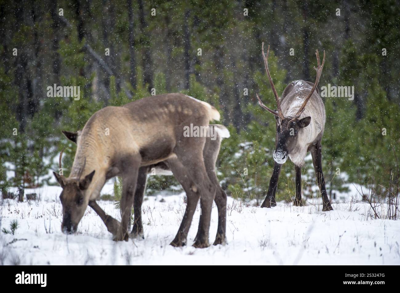 Bedrohte/gefährdete Waldgebiete Caribou (Rangifer tarandus caribou) im Wald in British Columbia, Kanada in der Nähe von Wolfsschlachtgebieten Stockfoto