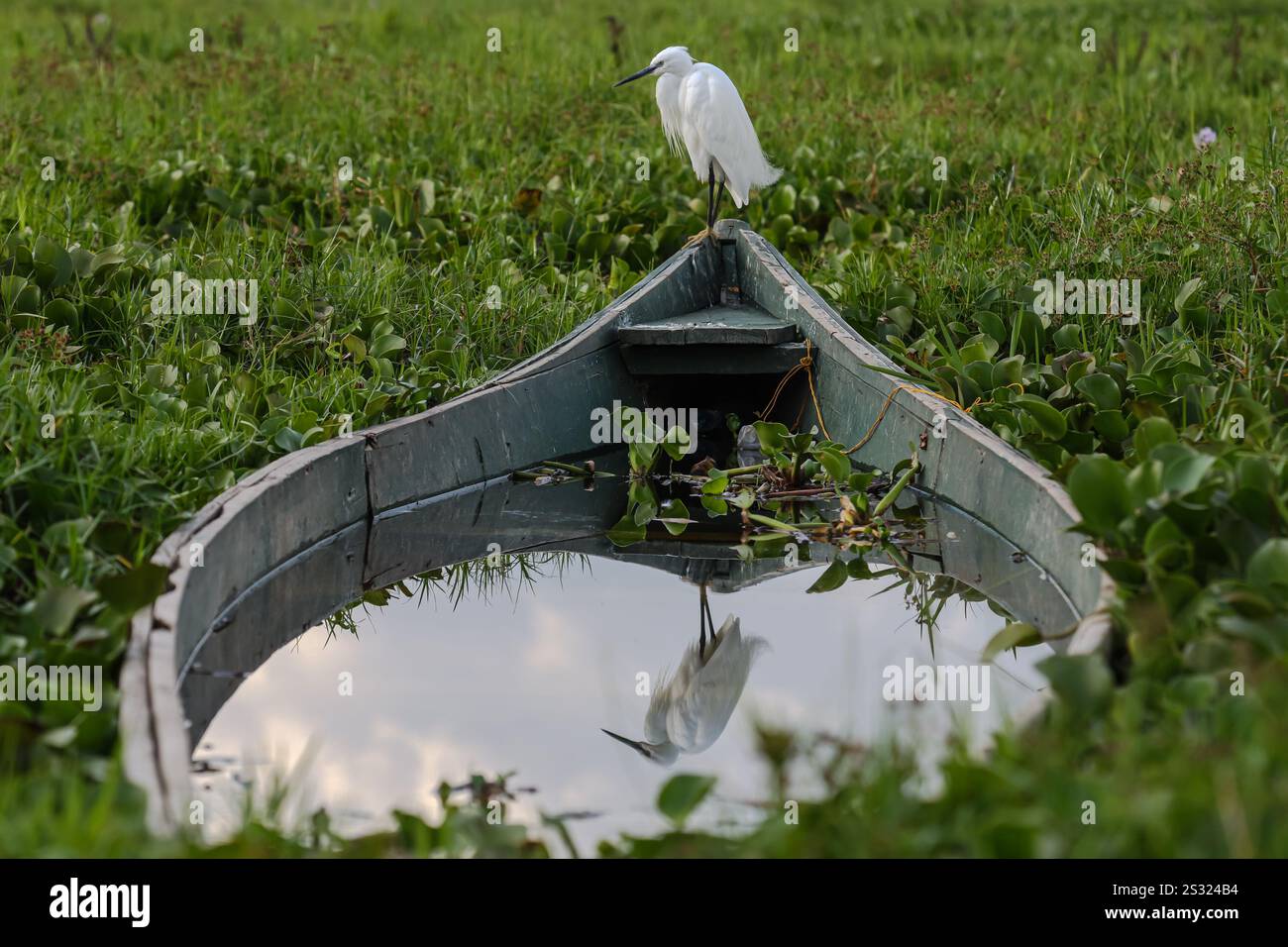 20. Dezember 2024, Nakuru, Kenia: Ein kleiner schneeweißer mit schlankem dunklen Segel, schwärzlichen Beinen und gelblichen Füßen kleiner Egret auf einem verlassenen Boot, das mit Wasserhyazinthen bedeckt ist. Anlage des Lake Naivasha Nationalparks in Naivasha. Lake Naivasha lockt eine Vielzahl von Tieren an, darunter Büffel, Antilopen, Giraffen, Warzenschweine und Affen. Sie werden fast sicher Flusspferde sehen, die das Geschehen aus dem kühlenden Wasser beobachten. Der See beherbergt auch eine Vielzahl von Vogelarten; mehr als 400 Arten wurden hier erfasst. Viele können entlang der Küste â€“ von Pelikanen und Fischen eag gesichtet werden Stockfoto