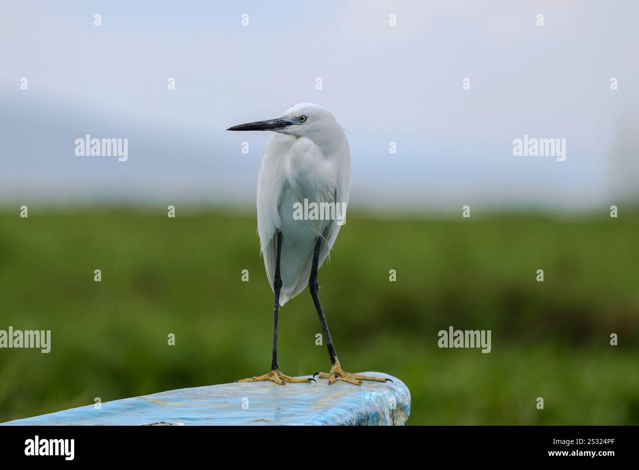 20. Dezember 2024, Nakuru, Kenia: Ein kleiner schneeweißer mit schlankem dunklem Segel, schwärzlichen Beinen und gelblichen Füßen Little Egret am Ufer des Lake Naivasha National Park in Naivasha, Kenia. Lake Naivasha lockt eine Vielzahl von Tieren an, darunter Büffel, Antilopen, Giraffen, Warzenschweine und Affen. Sie werden fast sicher Flusspferde sehen, die das Geschehen aus dem kühlenden Wasser beobachten. Der See beherbergt auch eine Vielzahl von Vogelarten; mehr als 400 Arten wurden hier erfasst. Viele sind entlang der Küste â€“ zu sehen, von Pelikanen und Fischadlern bis hin zu Webern und W Stockfoto