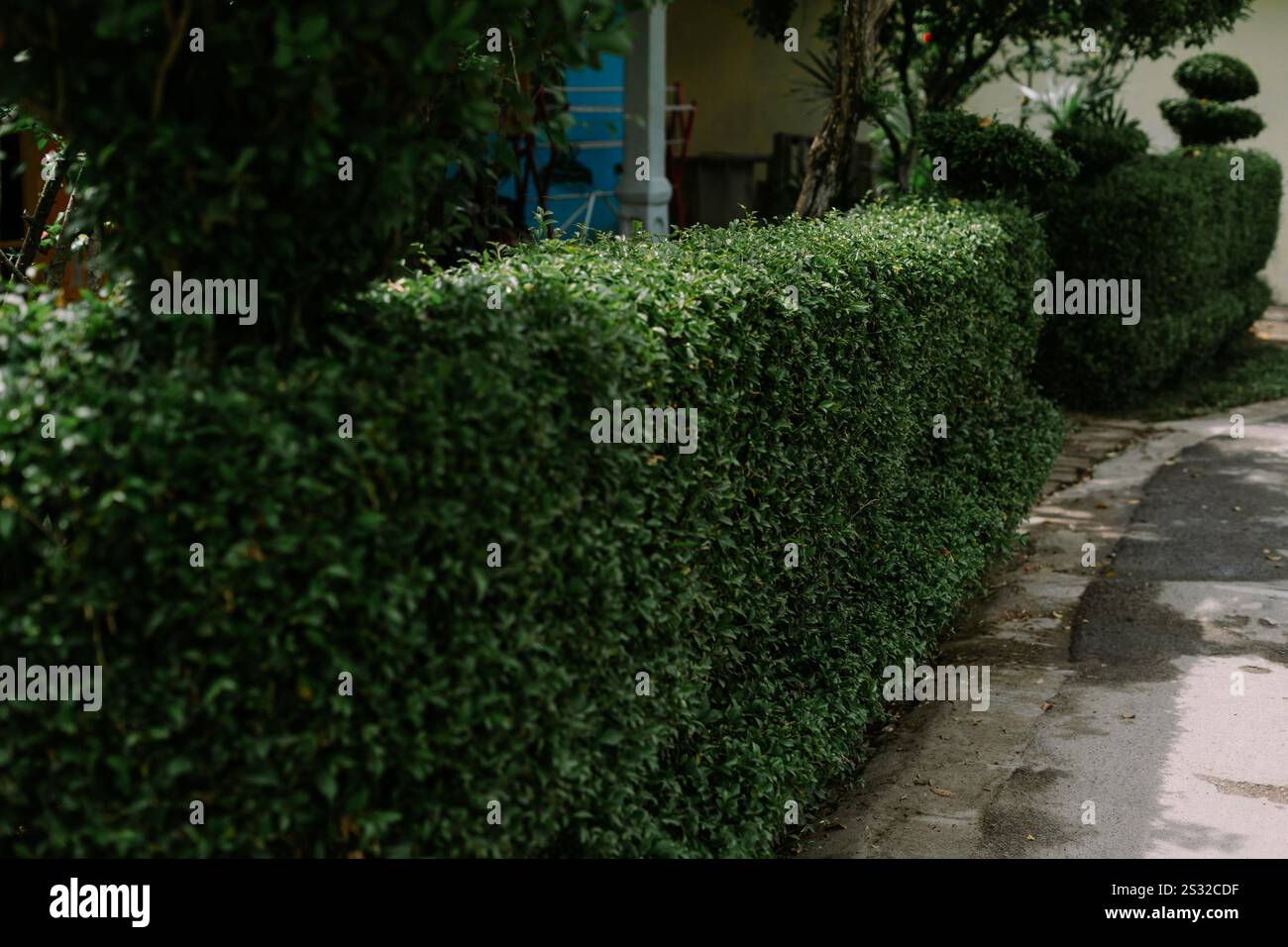 Eine Reihe grüner Bäume, die geformt und geschnitten wurden, um einen natürlichen Zaun um ein Haus zu bilden Stockfoto