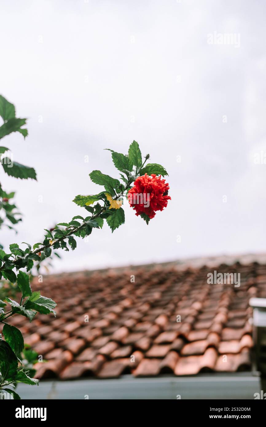 Hibiscus rosa-sinensis, umgangssprachlich bekannt als chinesischer Hibiskus, Chinesische Rose, hawaiianischer Hibiskus, Rosenmalve und Schueblack-Pflanze Stockfoto