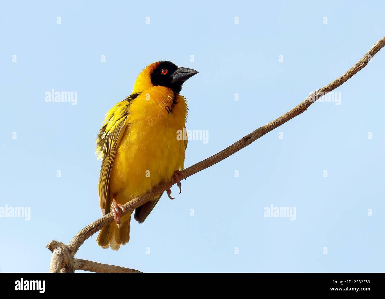 Dorfleber, Fleckenweber, Dorfweber, Tisserin Gendarme, Ploceus cucullatus, málinkó-szövőmadár, Mabamba Bay Wetland, Uganda, Ostafrika Stockfoto