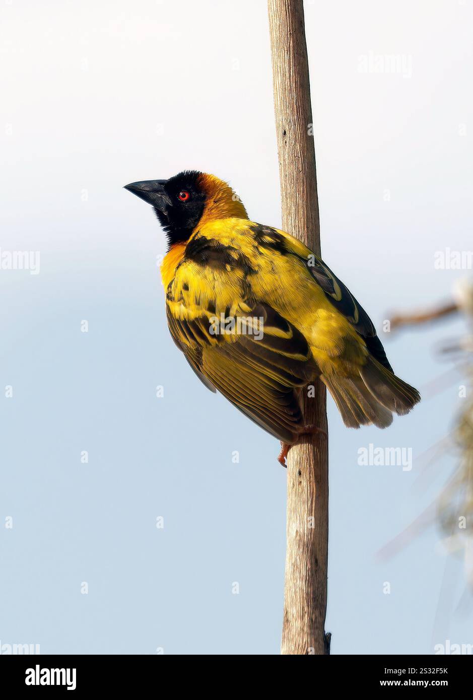 Dorfleber, Fleckenweber, Dorfweber, Tisserin Gendarme, Ploceus cucullatus, málinkó-szövőmadár, Mabamba Bay Wetland, Uganda, Ostafrika Stockfoto