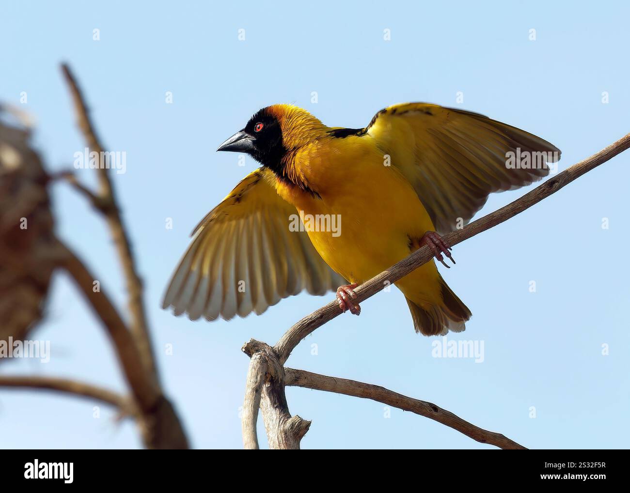 Dorfleber, Fleckenweber, Dorfweber, Tisserin Gendarme, Ploceus cucullatus, málinkó-szövőmadár, Mabamba Bay Wetland, Uganda, Ostafrika Stockfoto