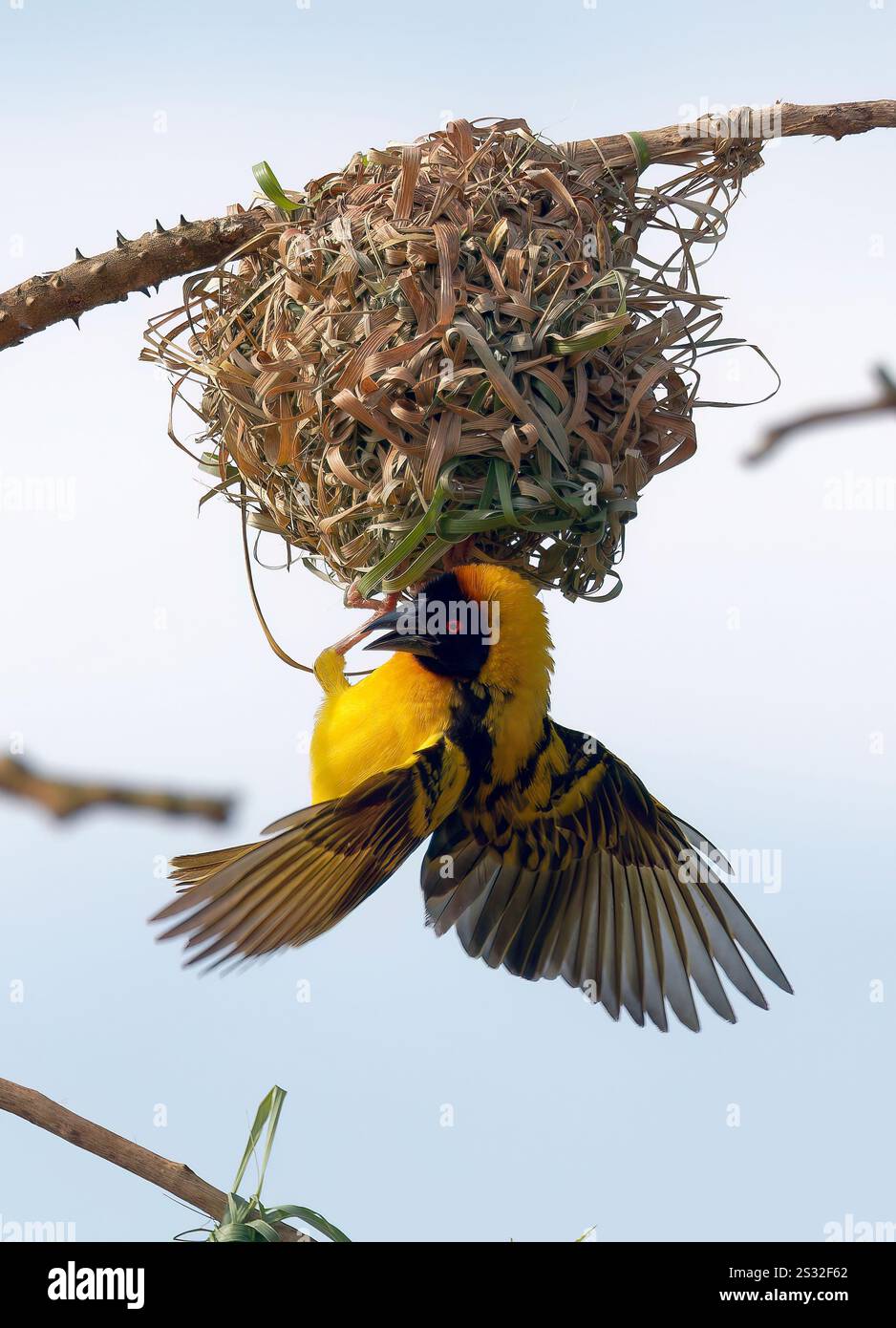 Dorfleber, Fleckenweber, Dorfweber, Tisserin Gendarme, Ploceus cucullatus, málinkó-szövőmadár, Mabamba Bay Wetland, Uganda, Ostafrika Stockfoto