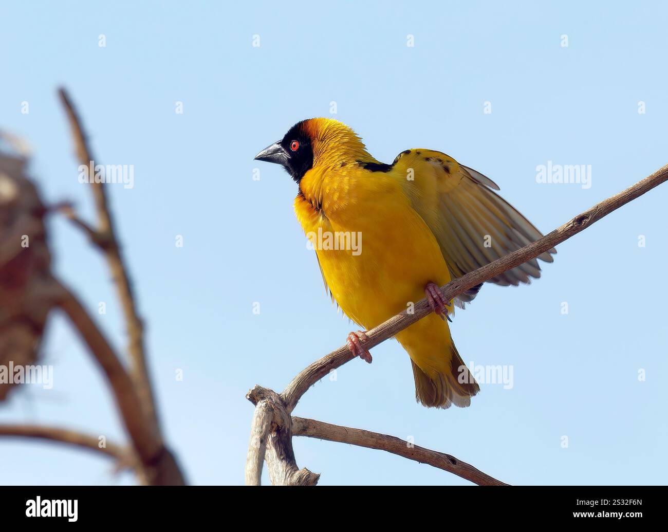 Dorfleber, Fleckenweber, Dorfweber, Tisserin Gendarme, Ploceus cucullatus, málinkó-szövőmadár, Mabamba Bay Wetland, Uganda, Ostafrika Stockfoto