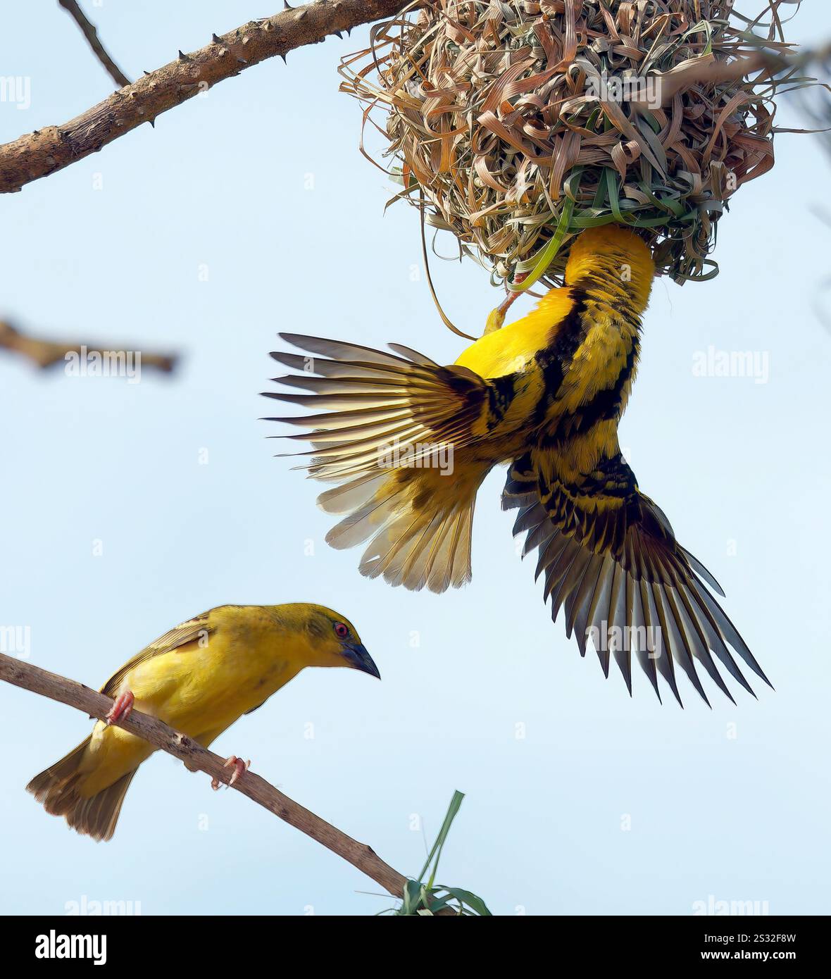 Dorfleber, Fleckenweber, Dorfweber, Tisserin Gendarme, Ploceus cucullatus, málinkó-szövőmadár, Mabamba Bay Wetland, Uganda, Ostafrika Stockfoto