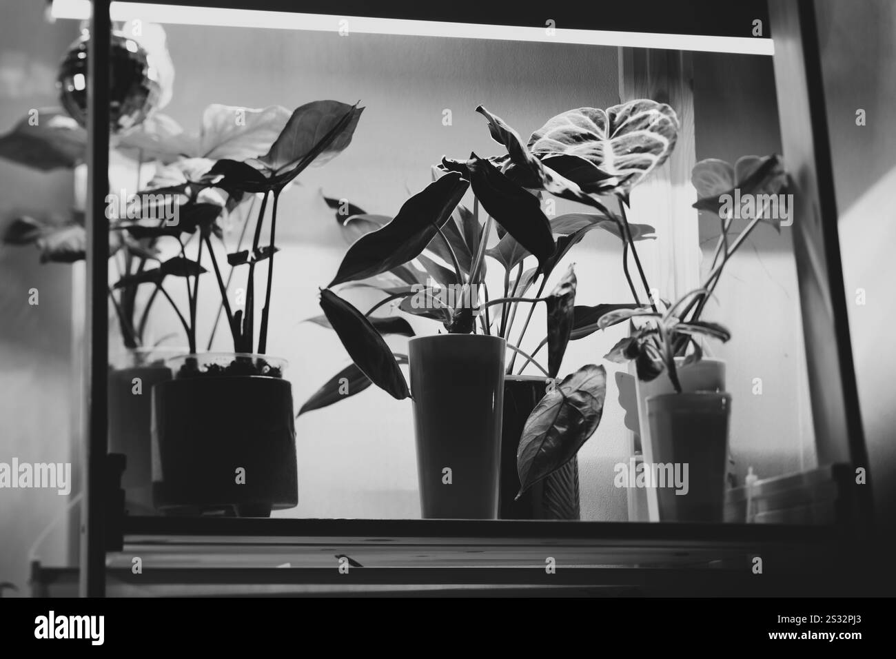 Ein monochromes Pflanzenarrangement für den Innenbereich in einem minimalistischen Display für Schönheit Stockfoto