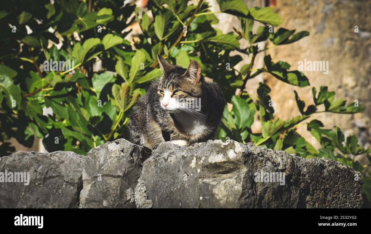 Die Katze liegt auf der Steinmauer. Stockfoto