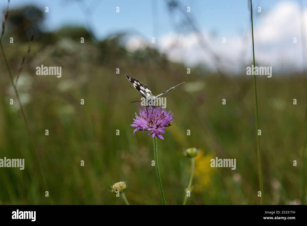 Marmoriertes weiß, Melanargia galathea, Schmetterling, der eine Knautienblüte ernährt, Tribil-Wiese, Friaul Julisch Venetien, Italien Stockfoto