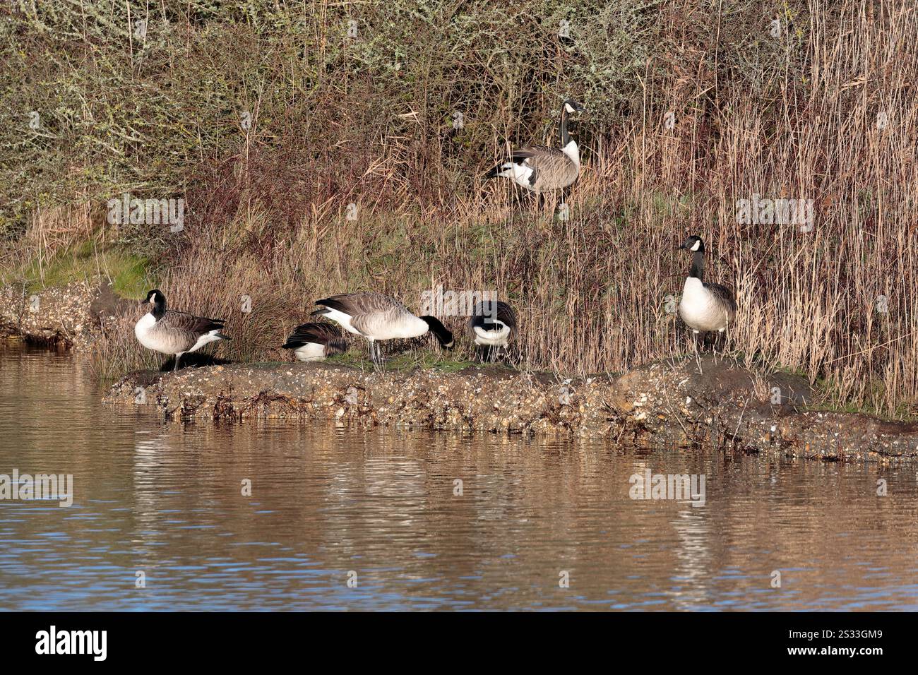 Sechs Kanadiengänse (branta canadensis) stehen im Schilf am Wasserrand Stockfoto