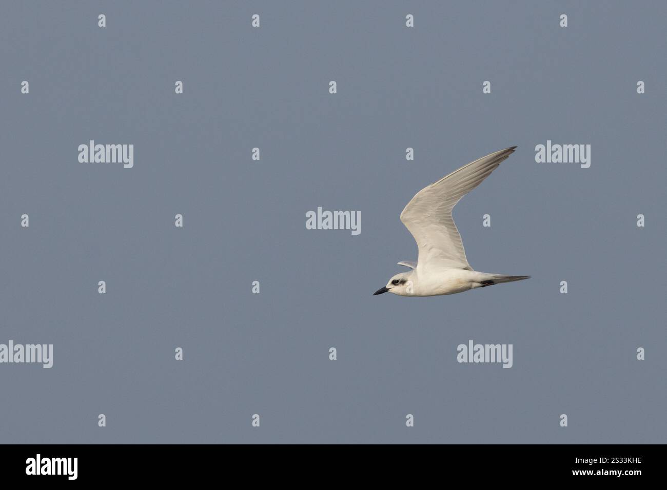 Möwe - Gebälktes Teer (erwachsenes, nicht zuchtgefieder) Stockfoto