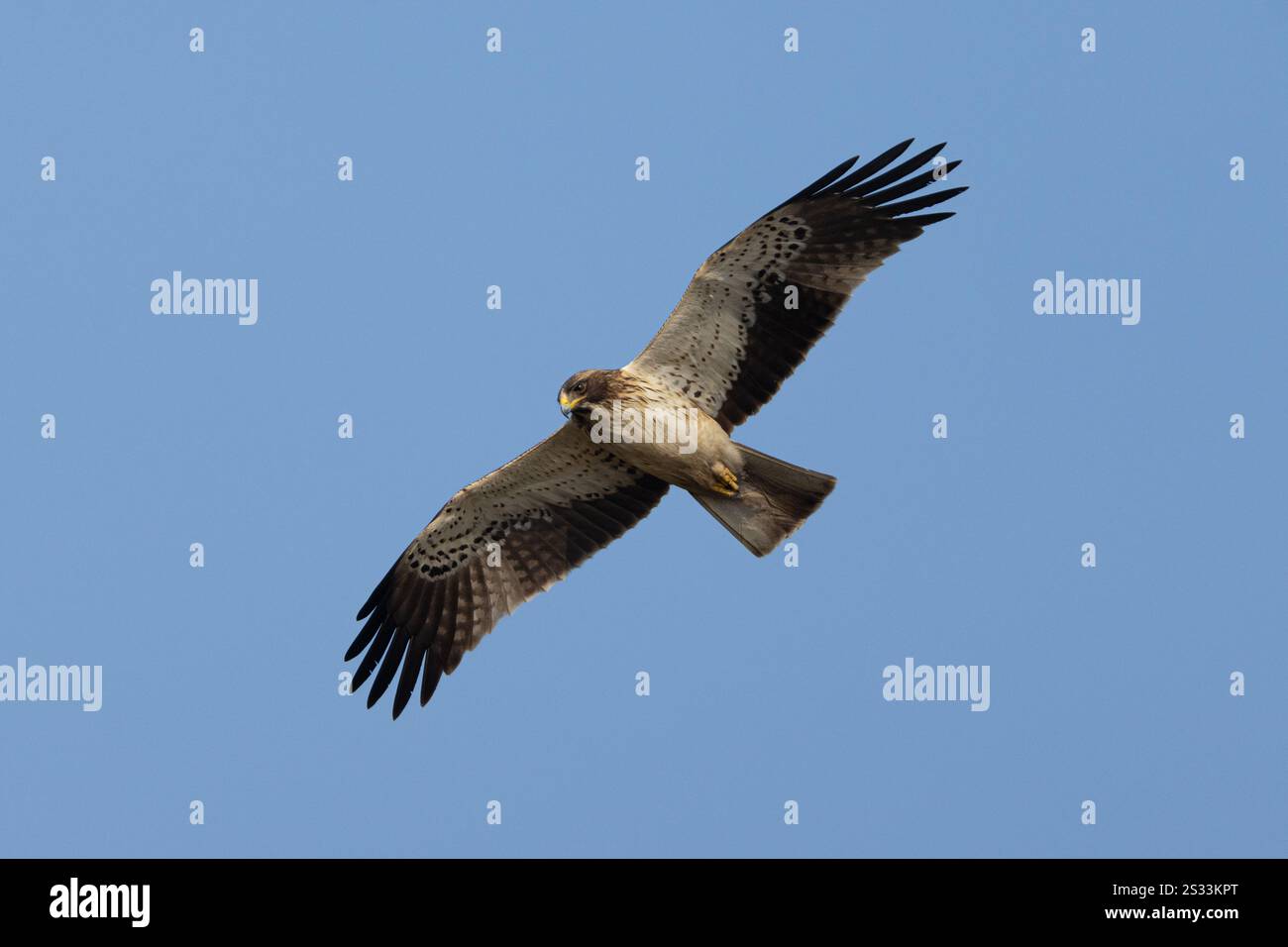 Gebooteter Eagle-Iin-Flug (Bale Morph) Stockfoto