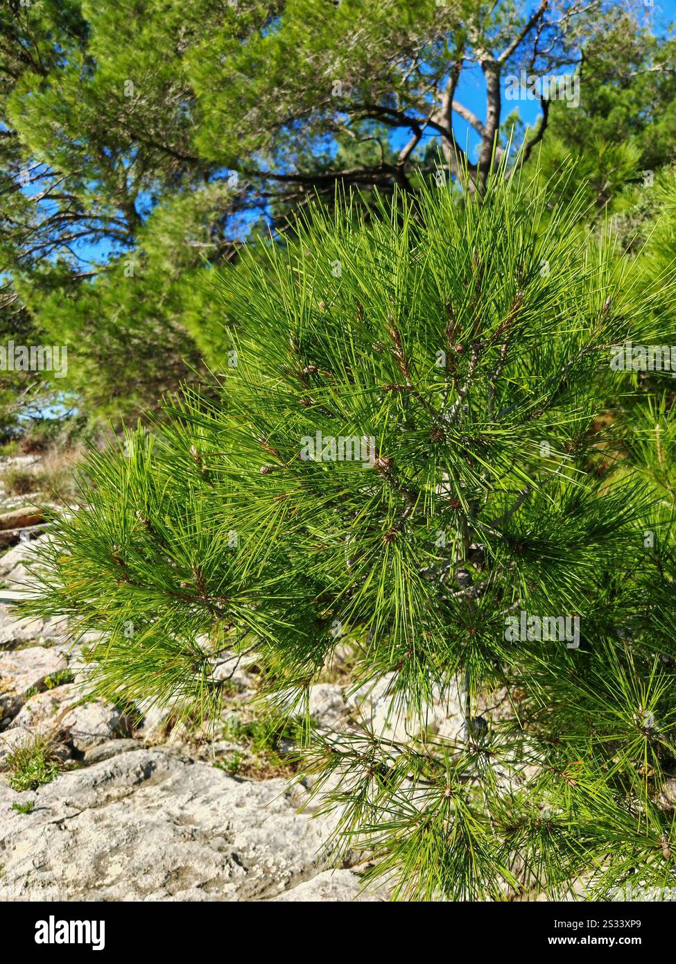 Pine Tree an der Küste Stockfoto