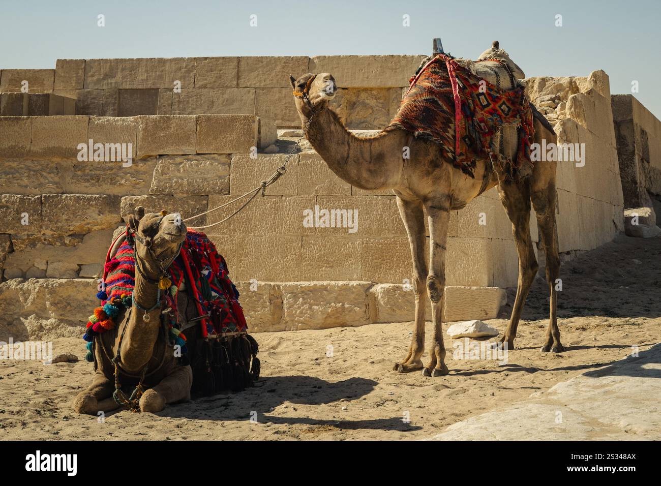 Zwei Kamele in der Sahara in Ägypten Stockfoto