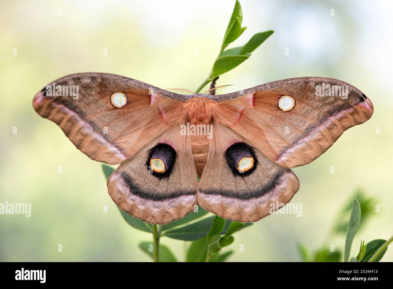Makro eines Polyphem Riesenseidenmotten (Antheraea polyphemus) - Draufsicht mit offenen Flügeln Stockfoto