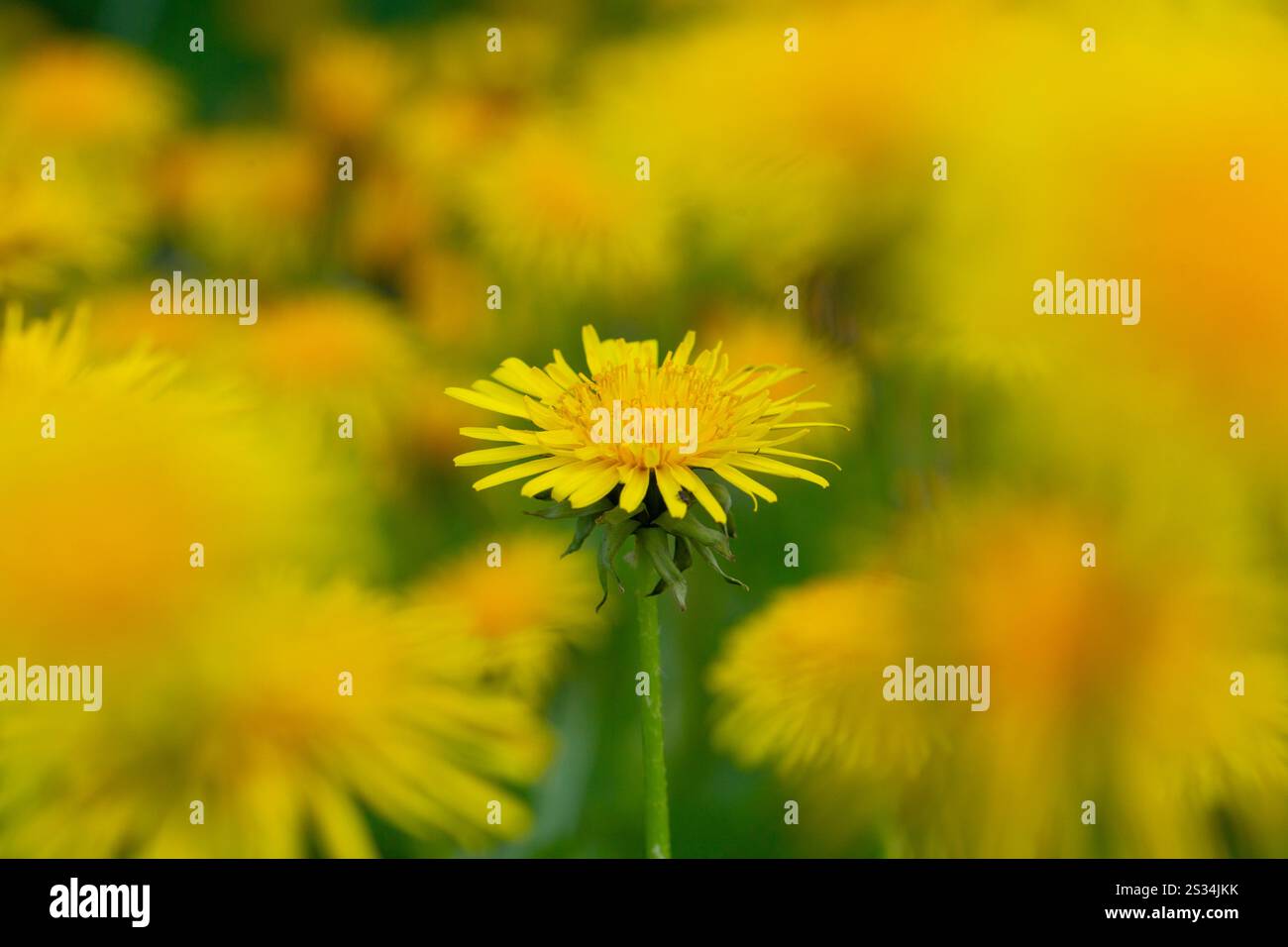 Löwenzahn, Kuhblume, Taraxacum officinale, Taraxacum Sekt Ruderalia, Blume, Schleswig-Holstein, Deutschland Stockfoto