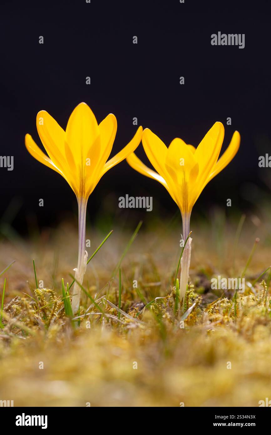 Crocus, Crocus speciosus, Krokusblüte im Rasen, Frühling, Schleswig-Holstein, Deutschland Stockfoto