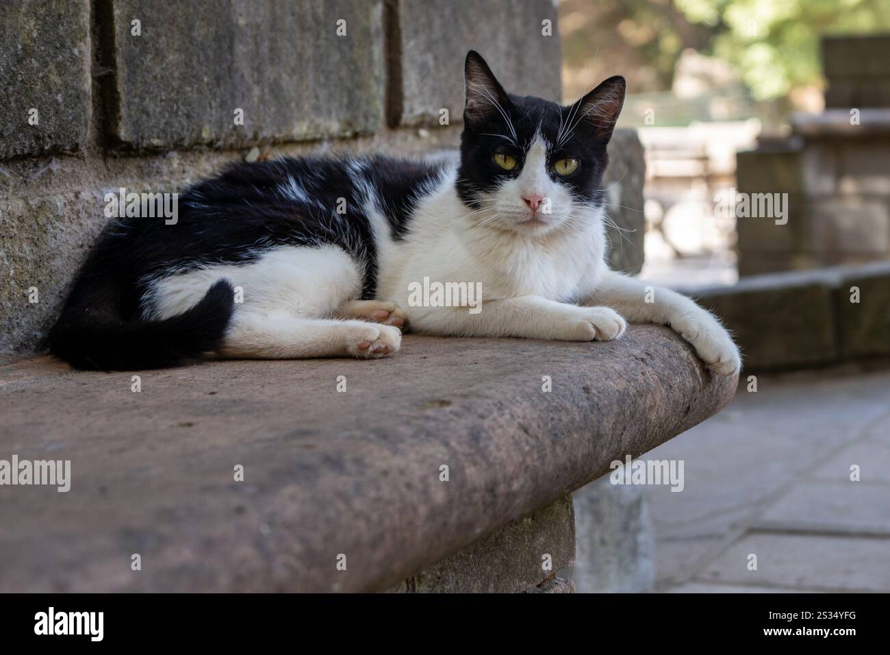 Entspannte Schwarzweiß-Katze auf einer Steinbank Stockfoto