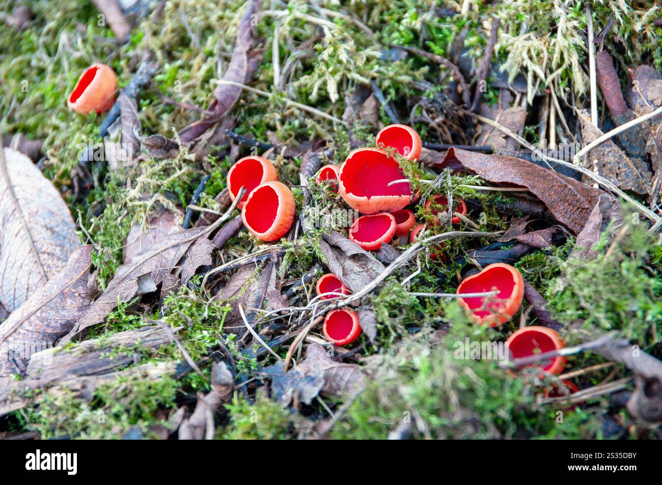 Ein Haufen roter Pilze wächst auf dem Boden. Die Pilze sind klein und rot, und sie sind überall verstreut. Die Szene hat eine Natur Stockfoto