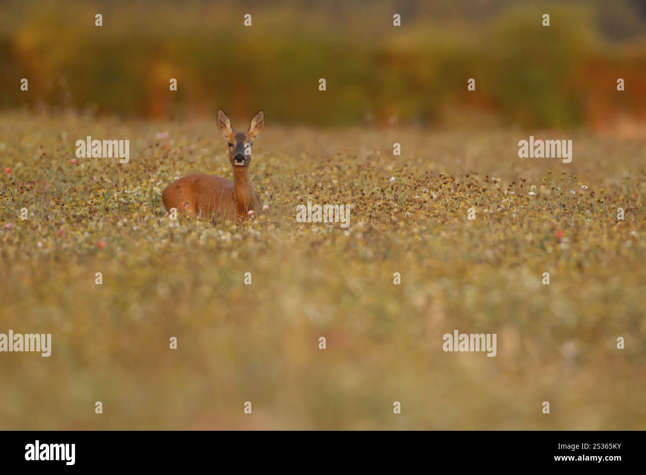 Rehe (Capreolus capreolus) ausgewachsene Rehe auf einem Ackerland-Wildblumenfeld im Sommer, England, Vereinigtes Königreich, Europa Stockfoto