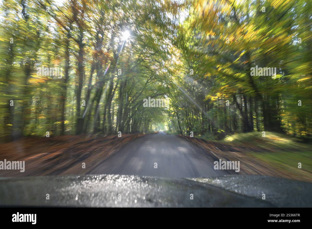 Fahren auf einer Landstraße durch einen Wald, Mecklenburg-Vorpommern, Deutschland, Europa Stockfoto