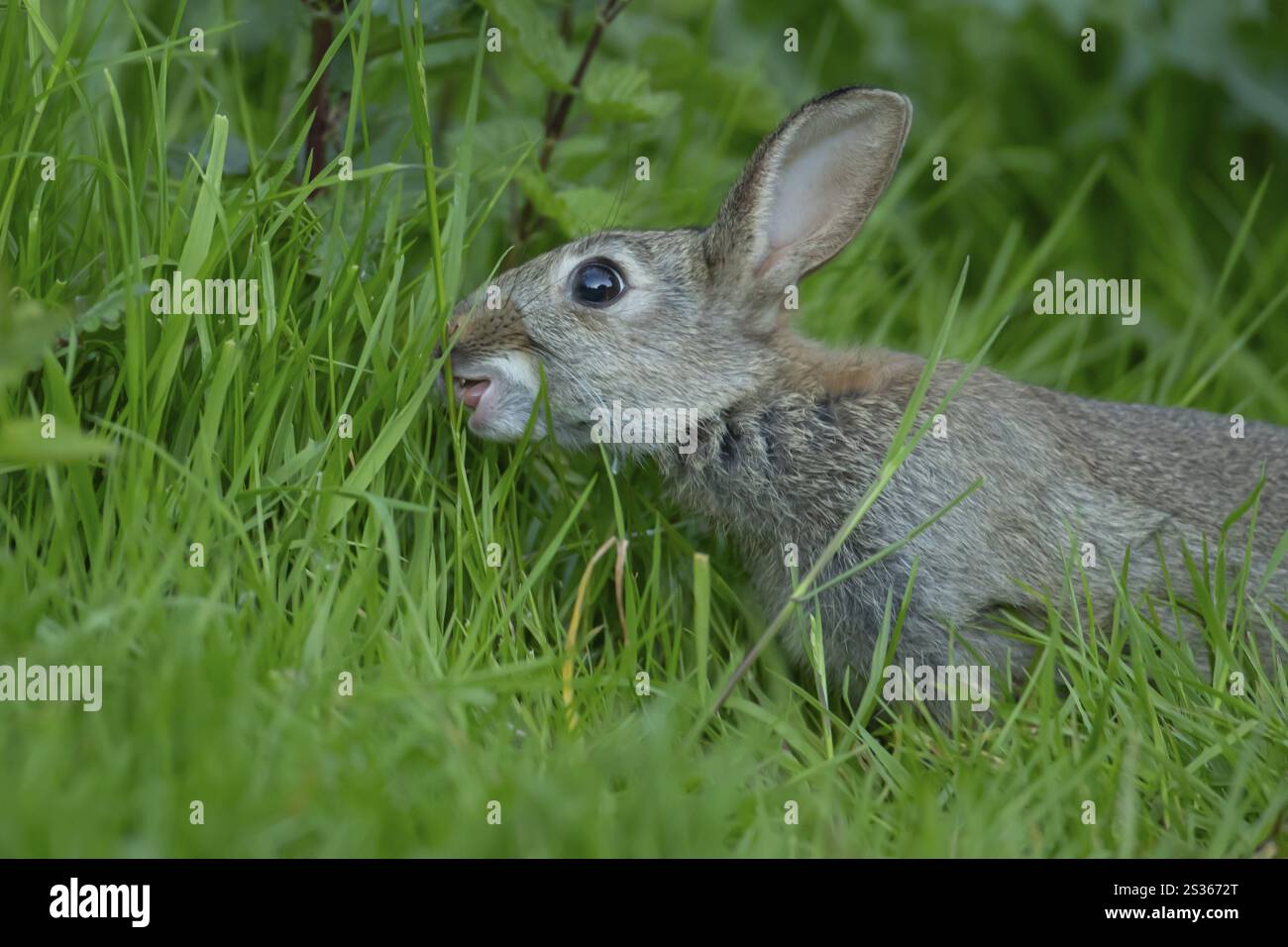 Kaninchen (Oryctolagus cuniculus) fressende ausgewachsene Wildtiere in Grasland, England, Vereinigtes Königreich, Europa Stockfoto